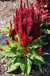 Fresh Look Red Celosia (Celosia 'Fresh Look Red') at Sargent's Nursery