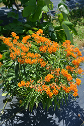 Butterfly Weed (Asclepias tuberosa) at Sargent's Nursery