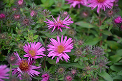 Pink Crush New England Aster (Symphyotrichum novae-angliae 'Pink Crush') at Sargent's Nursery
