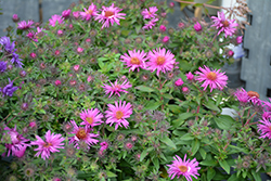 Pink Crush New England Aster (Symphyotrichum novae-angliae 'Pink Crush') at Sargent's Nursery
