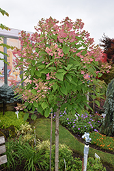 Quick Fire Hydrangea (tree form) (Hydrangea paniculata 'Bulk') at Sargent's Nursery