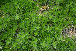 Irish Moss (Sagina subulata) at Sargent's Nursery