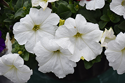 Easy Wave White Petunia (Petunia 'Easy Wave White') at Sargent's Nursery