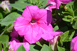 Easy Wave Pink Passion Petunia (Petunia 'Easy Wave Pink Passion') at Sargent's Nursery