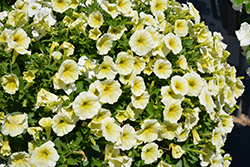 Easy Wave Yellow Petunia (Petunia 'Easy Wave Yellow') at Sargent's Nursery