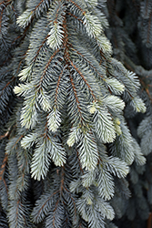 The Blues Colorado Blue Spruce (Picea pungens 'The Blues') at Sargent's Nursery