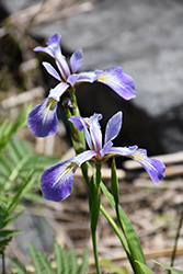 Blue Flag Iris (Iris versicolor) at Sargent's Nursery