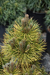 Winter Sun Mugo Pine (Pinus mugo 'Wintersonne') at Sargent's Nursery