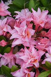 Electric Lights Double Pink Azalea (Rhododendron 'UMNAZ 493') at Sargent's Nursery