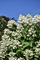 Fire And Ice Hydrangea (Hydrangea paniculata 'Wim's Red') at Sargent's Nursery