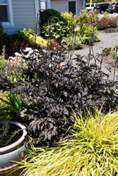 Black Negligee Bugbane (Actaea racemosa 'Black Negligee') at Sargent's Nursery