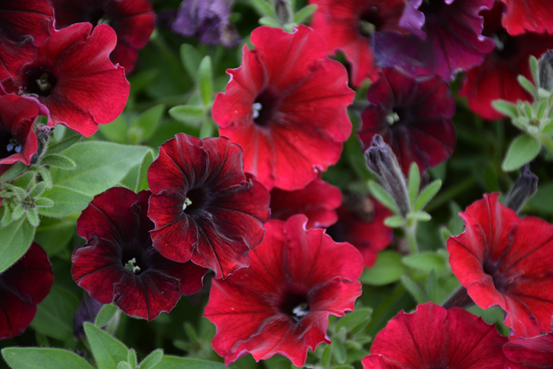 Supertunia Black Cherry Petunia (Petunia 'USTUN3003') in Red Wing Lake ...