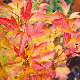 Plant Photo 1
