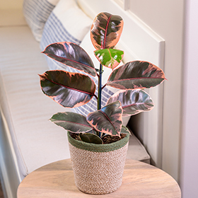 Plant Photo 4