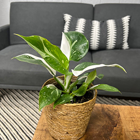 Plant Photo 5