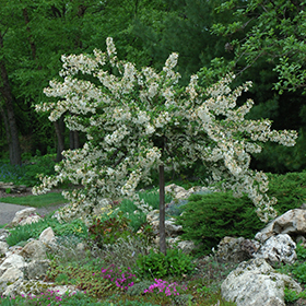 Plant Photo 10
