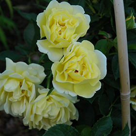 Plant Photo 6