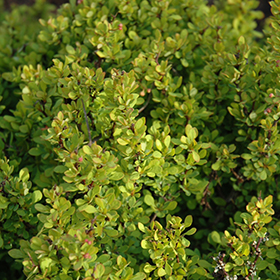 Plant Photo 1