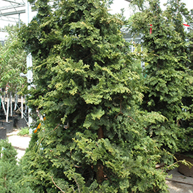 Plant Photo 3