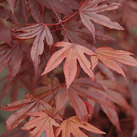 Plant Photo 3