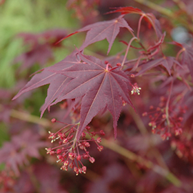 Plant Photo 8