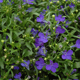 Plant Photo 4
