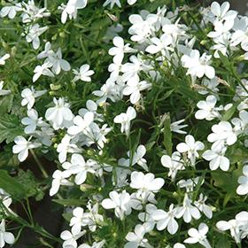Plant Photo 2