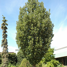 Plant Photo 10