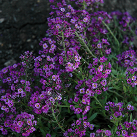 Plant Photo 5