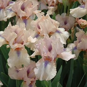 Plant Photo 7