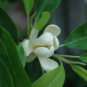 Plant Photo 8