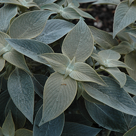 Plant Photo 9