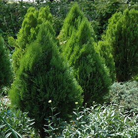 Evergreen Shrub Photo