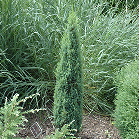 Plant Photo 3
