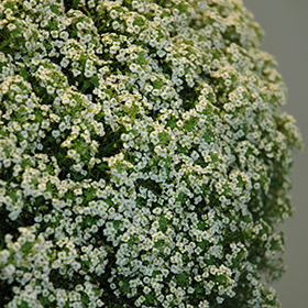 Plant Photo 7