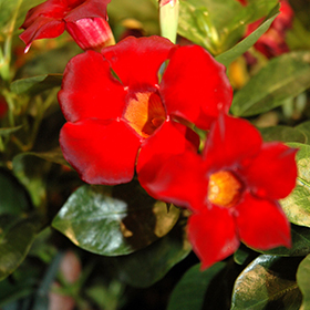 Plant Photo 2