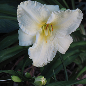 Plant Photo 10