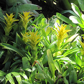 Plant Photo 5
