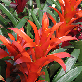 Plant Photo 1