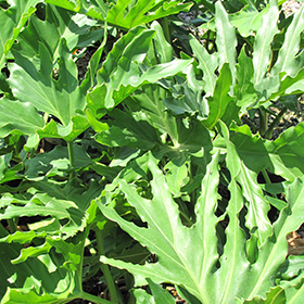 Plant Photo 10