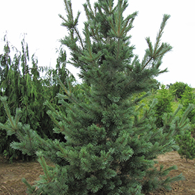 Plant Photo 6