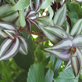 Plant Photo 9