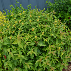 Plant Photo 5