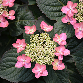 Plant Photo 2
