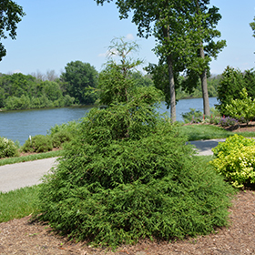 Plant Photo 4