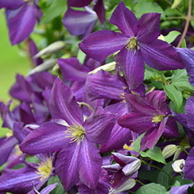 Plant Photo 3