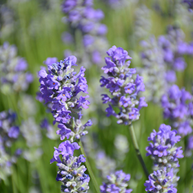Plant Photo 6