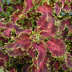 Plant Photo 4