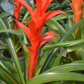Plant Photo 2