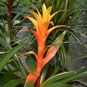 Plant Photo 3